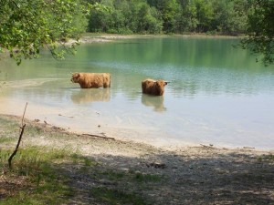 ohne-worte Highland-Rinder im Mondsee